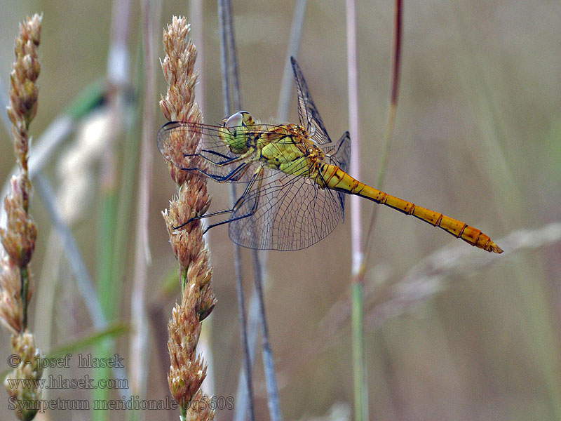 Sympetrum meridionale