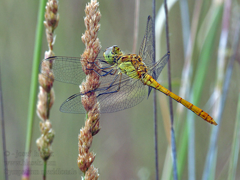 Sympetrum meridionale