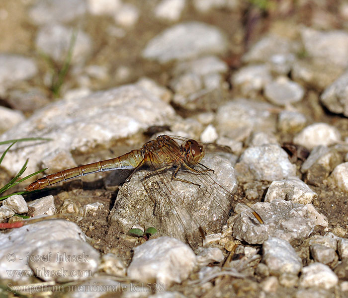 Sympetrum meridionale bi1528