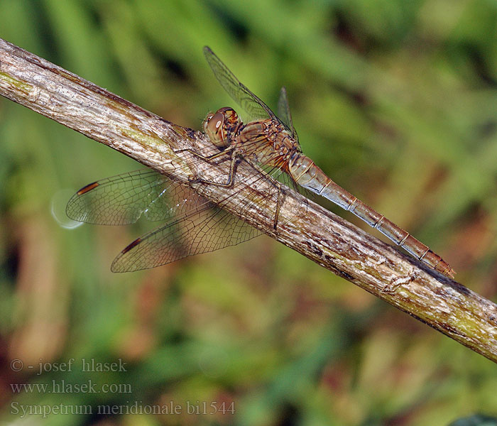 Sympetrum meridionale bi1544