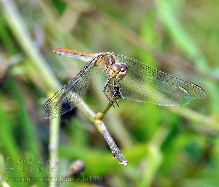 Тонкочеревець південний Southern Darter Sredozemski kamenjak Sympetrum meridionale Zuidelijke heidelibel Südliche Heidelibelle Vážka jižní Сжатобрюх распространенный