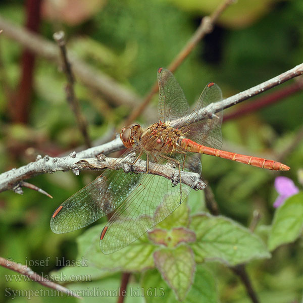 Sympetrum meridionale bi1613