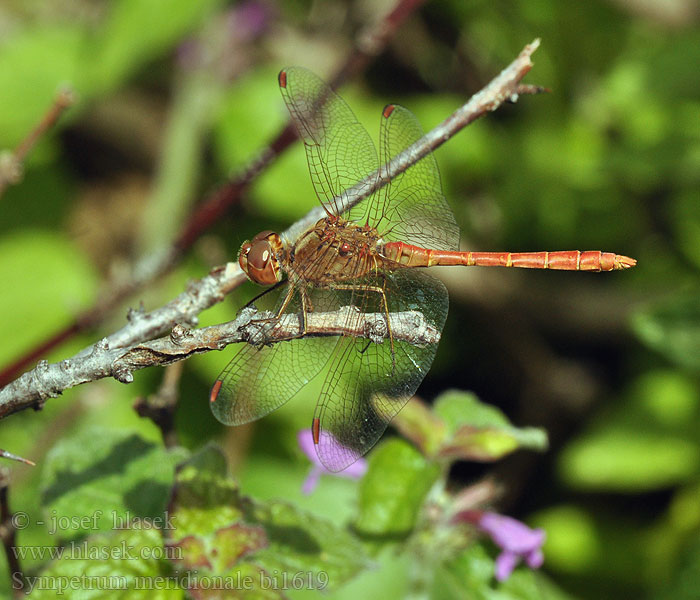 Sympetrum meridionale bi1619