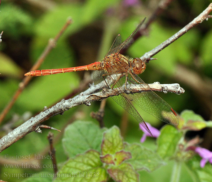 Sympetrum meridionale bi1635