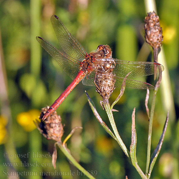 Sympetrum meridionale bi1889