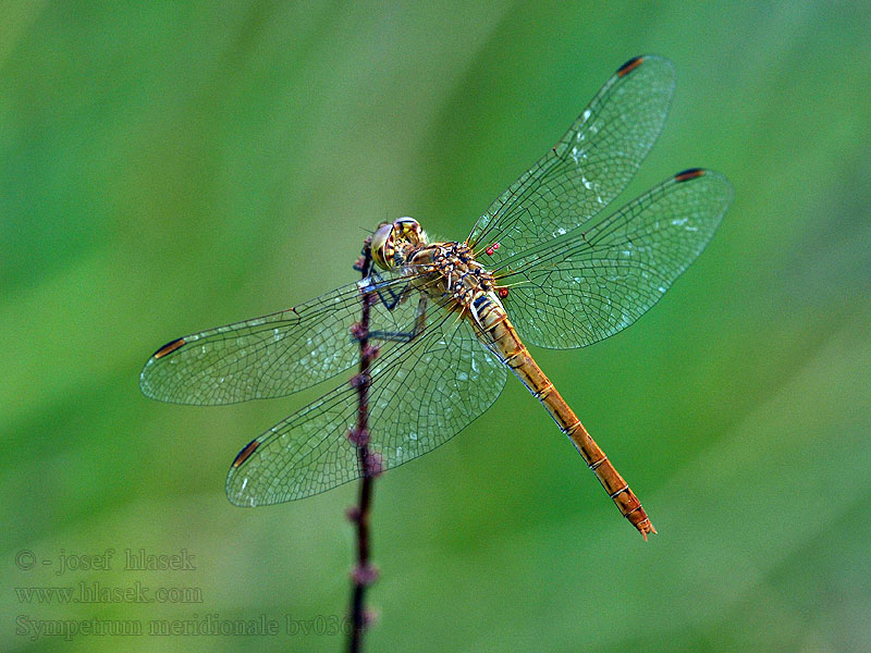 Sympetrum meridionale