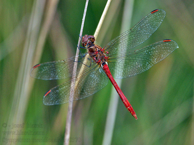 Sympetrum meridionale