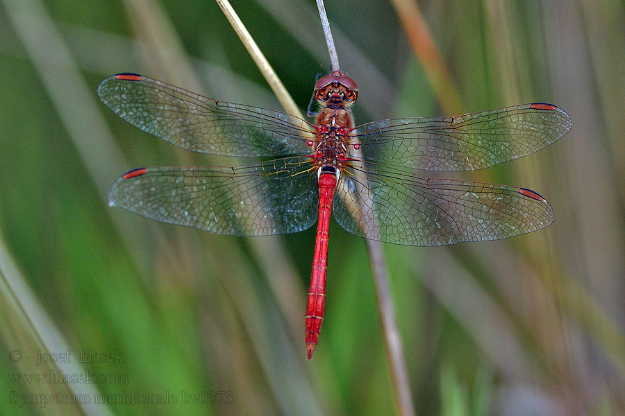 Sympetrum meridionale