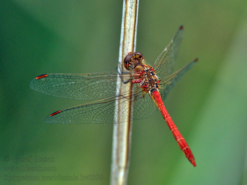 Sympetrum meridionale