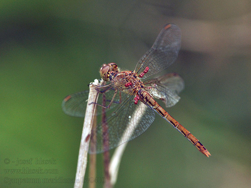 Sympetrum meridionale