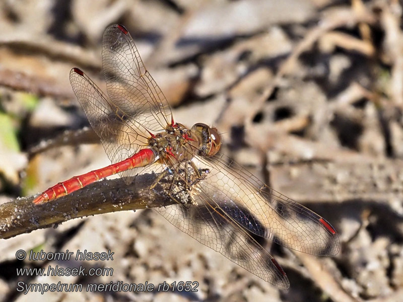 Sympetrum meridionale