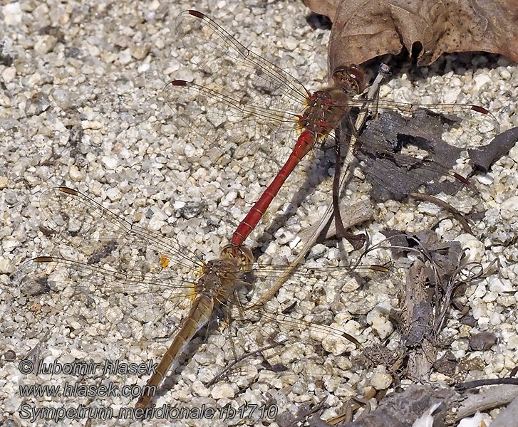 Sympetrum meridionale