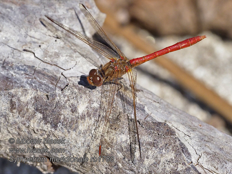 Sympetrum meridionale