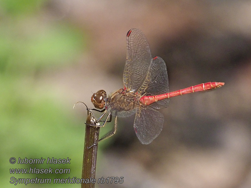 Sympetrum meridionale