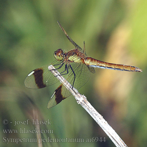 Sympetrum pedemontanum Båndet Hedelibel Bandheidelibel Gebänderte Heidelibelle Szablak plamoskrzydły górski pásavá Vážka podhorní Сжатобрюх перевязанный Тонкочеревець перев’язаний Banded Darter Stasiti kamenjak ミヤマアカネ