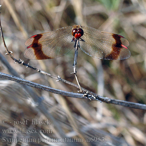 Sympetrum pedemontanum Bandheidelibel Gebänderte Heidelibelle Szablak plamoskrzydły górski pásavá Vážka podhorní Сжатобрюх перевязанный Тонкочеревець перев’язаний Banded Darter Stasiti kamenjak ミヤマアカネ