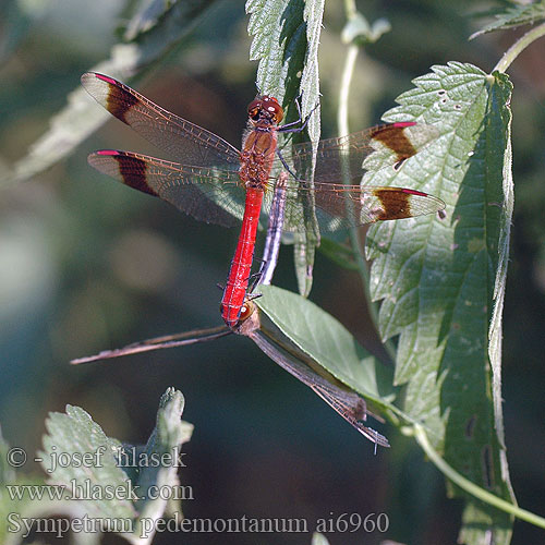 Sympetrum pedemontanum Gebänderte Heidelibelle Szablak plamoskrzydły górski pásavá Vážka podhorní Сжатобрюх перевязанный Тонкочеревець перев’язаний Banded Darter Stasiti kamenjak ミヤマアカネ