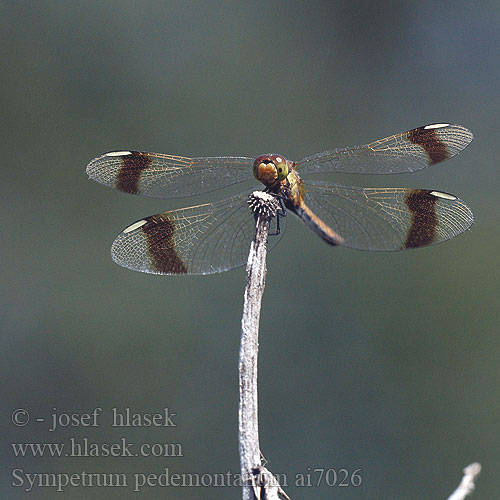 Sympetrum pedemontanum Szablak plamoskrzydły górski pásavá Vážka podhorní Сжатобрюх перевязанный Тонкочеревець перев’язаний Banded Darter Stasiti kamenjak ミヤマアカネ Båndet Hedelibel Bandheidelibel Gebänderte Heidelibelle