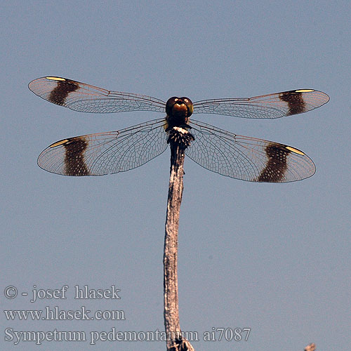 Sympetrum pedemontanum Vážka pásavá podhorní Сжатобрюх перевязанный Тонкочеревець перев’язаний Banded Darter Stasiti kamenjak ミヤマアカネ Båndet Hedelibel Bandheidelibel Gebänderte Heidelibelle