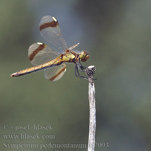 Sympetrum pedemontanum Vážka podhorní Сжатобрюх перевязанный Тонкочеревець перев’язаний Banded Darter Stasiti kamenjak ミヤマアカネ Båndet Hedelibel Bandheidelibel Gebänderte Heidelibelle