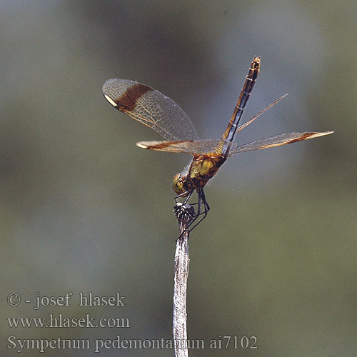 Sympetrum pedemontanum Vážka podhorní Сжатобрюх