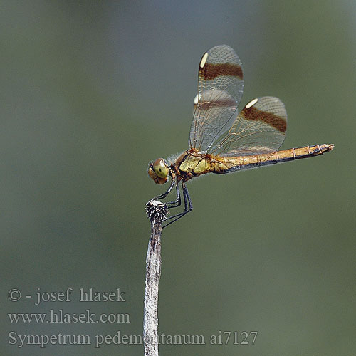 Sympetrum pedemontanum ai7127