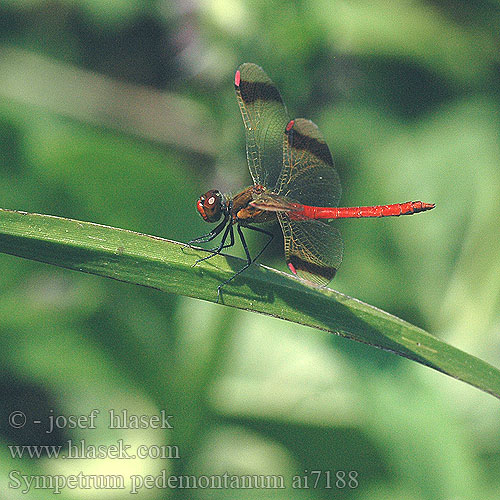 Sympetrum pedemontanum ai7188