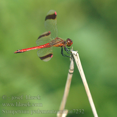 Sympetrum pedemontanum Banded Darter Stasiti kamenjak