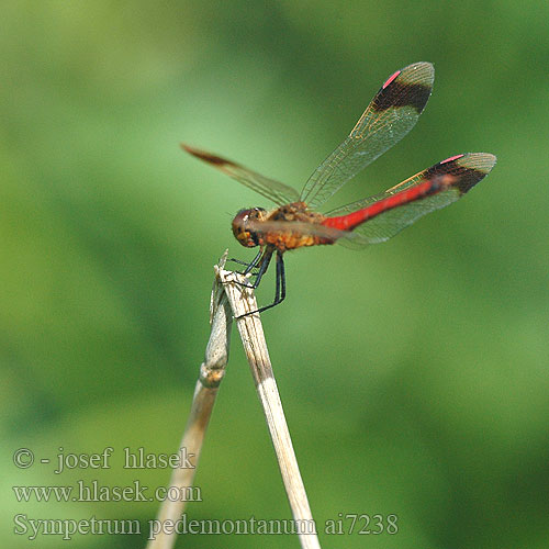 Sympetrum pedemontanum Stasiti kamenjak ミヤマアカネ