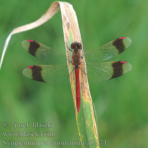 Sympetrum pedemontanum Stasiti kamenjak ミヤマアカネ