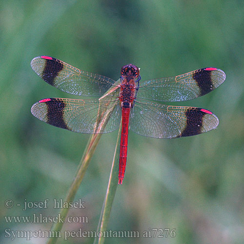 Sympetrum pedemontanum ミヤマアカネ Båndet Hedelibel