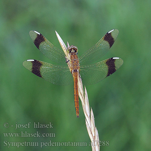 Sympetrum pedemontanum ai7288