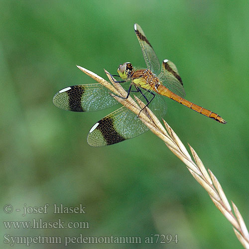 Sympetrum pedemontanum Vážka podhorní Сжатобрюх