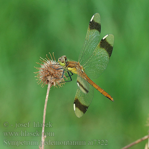 Sympetrum pedemontanum Vážka podhorní Сжатобрюх