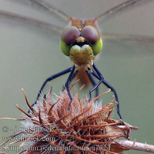 Sympetrum pedemontanum ai7324