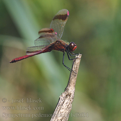 Sympetrum pedemontanum Båndet Hedelibel Bandheidelibel