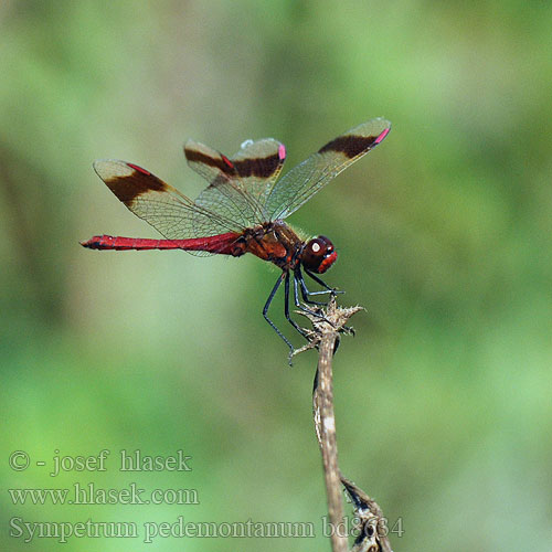 Sympetrum pedemontanum bd8634