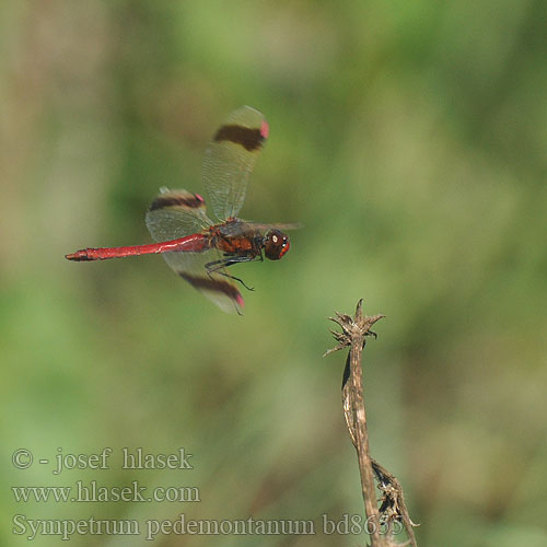 Sympetrum pedemontanum bd8655