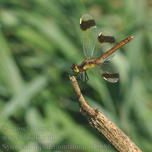 Sympetrum pedemontanum bd8686