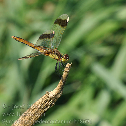 Sympetrum pedemontanum bd8691