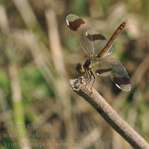 Sympetrum pedemontanum bd8702