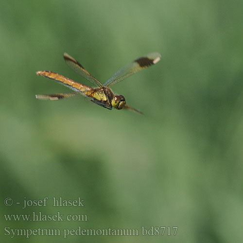 Sympetrum pedemontanum bd8717