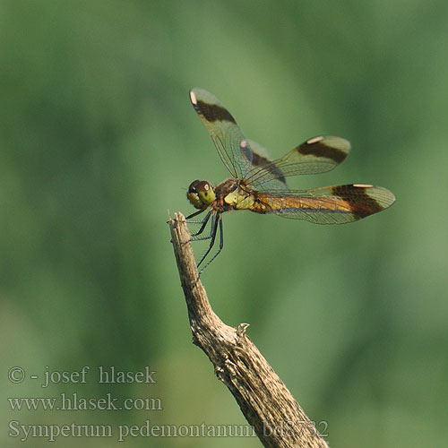 Sympetrum pedemontanum bd8732