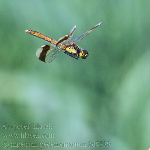 Sympetrum pedemontanum bd8739