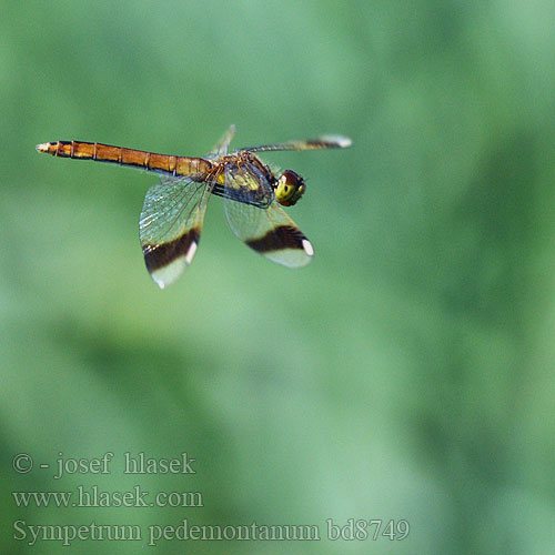 Banded Darter Stasiti kamenjak ミヤマアカネ