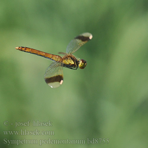 Sympetrum pedemontanum bd8755