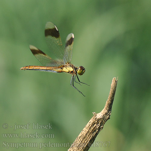 Sympetrum pedemontanum bd8767