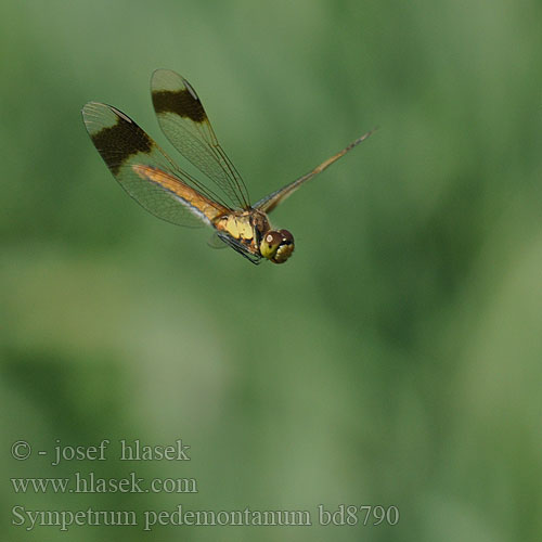 Sympetrum pedemontanum bd8790