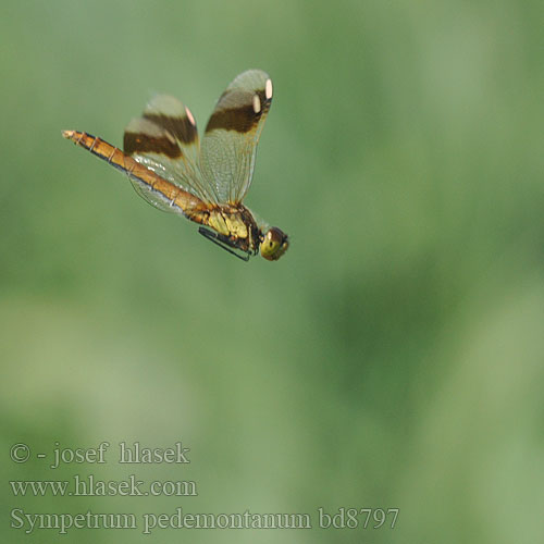 Sympetrum pedemontanum bd8797