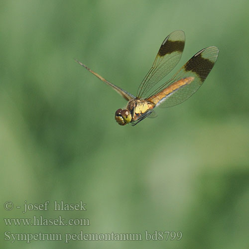 Sympetrum pedemontanum bd8799